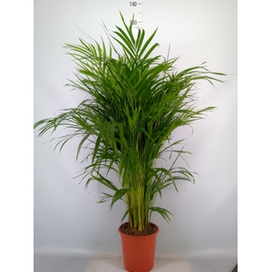 Dypsis lutescens   ...Chrysalidoca