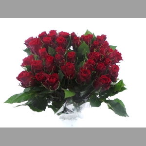 BQ Mono Rozen Rood x10 50cm