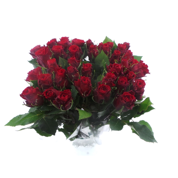 <h4>BQ Mono Rozen Rood x10 50cm</h4>