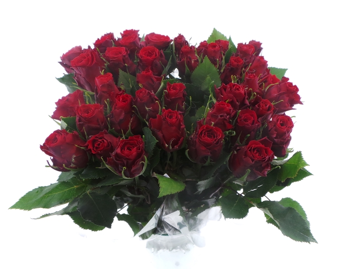 <h4>BQ Mono Rozen Rood x10 50cm</h4>