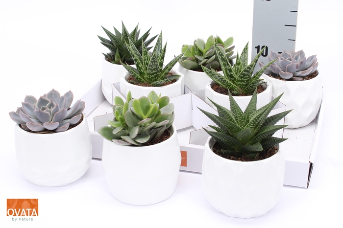 <h4>SUCC GEM 4 SRT</h4>