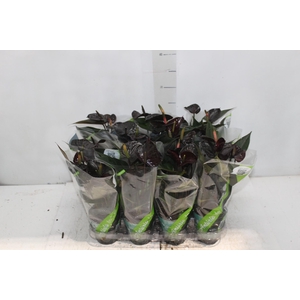 ANTHURIUM VARIADO P09