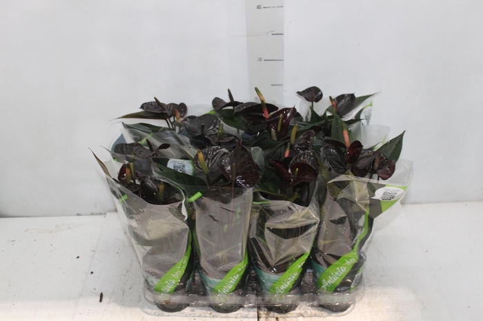 <h4>ANTHURIUM VARIADO P09</h4>