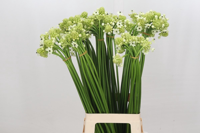 <h4>Ornithogalum Saundersiae</h4>