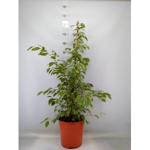 Ficus benja. 'Golden King'