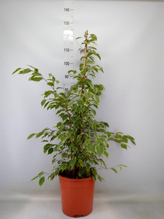 <h4>Ficus benja. 'Golden King'</h4>