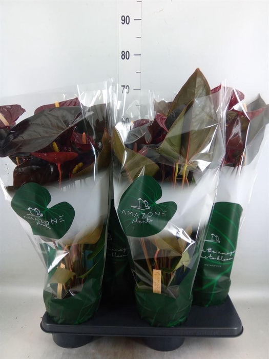 <h4>Anthurium andr. 'Delicata'</h4>