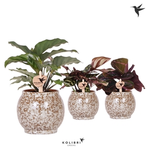 Kolibri Greens Calathea mix in Safari pot