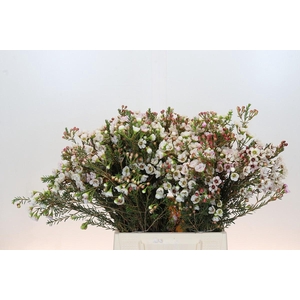 Chamelaucium Moonlight Delight