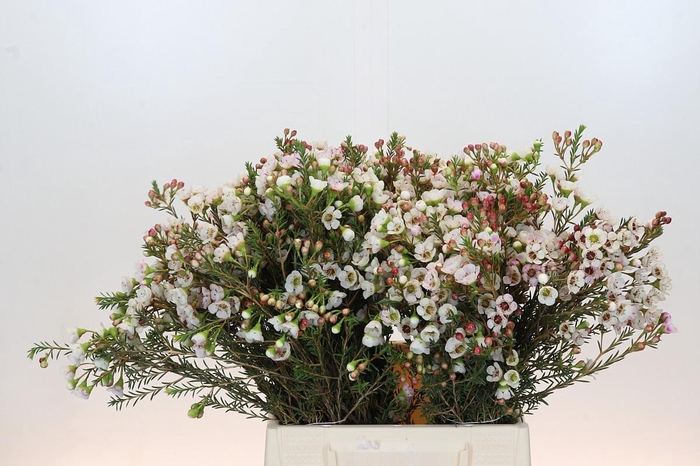 <h4>Chamelaucium Moonlight Delight</h4>