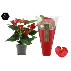 Anthurium Diamond Red in Ruby sleeve