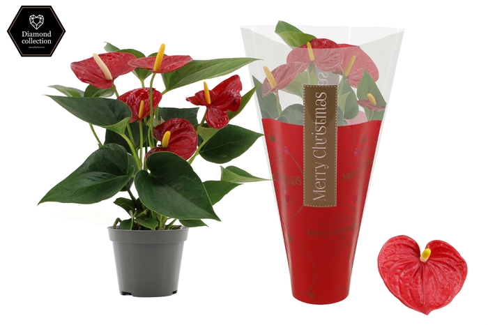 <h4>Anthurium Diamond Red in Ruby sleeve</h4>