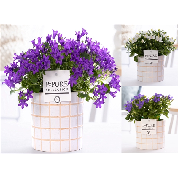 <h4>Campanula mix in Pure 'Tirza'</h4>