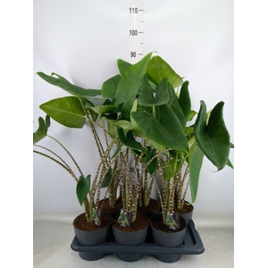 Alocasia zebrina