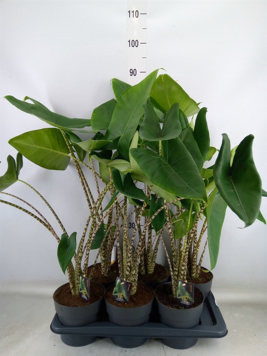 <h4>Alocasia zebrina</h4>