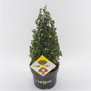 Ilex crenata Dark Green, P19, Kegel 25-30cm