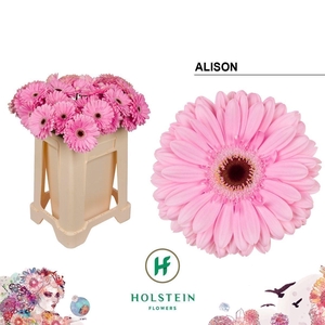 Gerbera alison