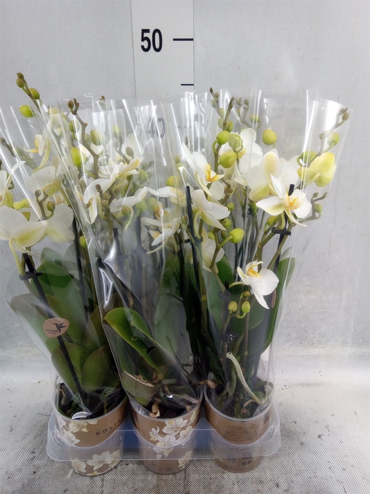 <h4>Phalaenopsis multi. 'Ant Lausanne'</h4>