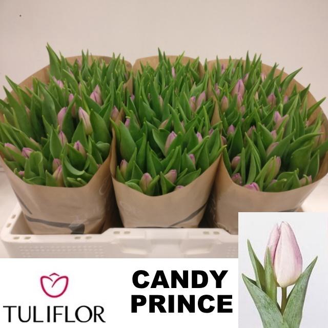 <h4>TU EN CANDY PRINCE</h4>