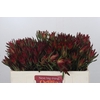 Leucadendron Blush Spray