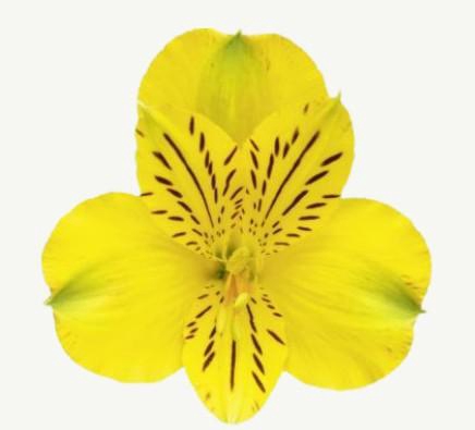 <h4>Alstr Canary</h4>