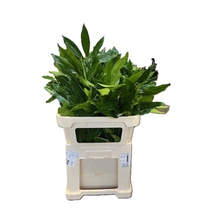 COCCULUS