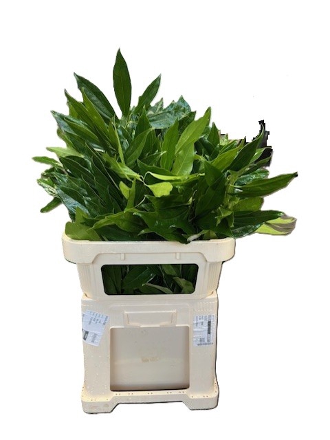 <h4>COCCULUS 80 CM</h4>