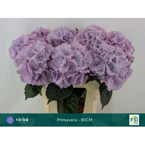 HYDR M MY PRIMAVERA