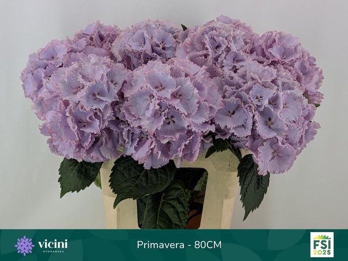 <h4>HYDR M MY PRIMAVERA</h4>