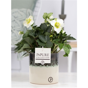 Helleborus n. Christmas Carol in pure Illusion luxe keramiek