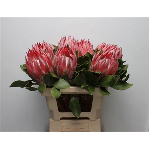 Protea Cynaroides Stellar