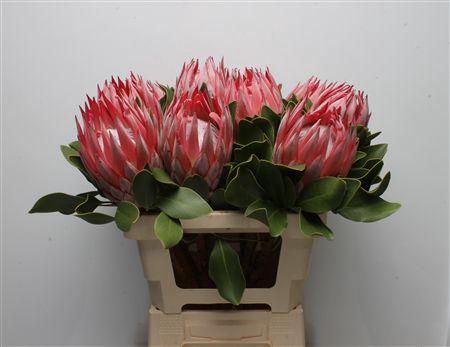 <h4>Protea Cynaroides Stellar</h4>