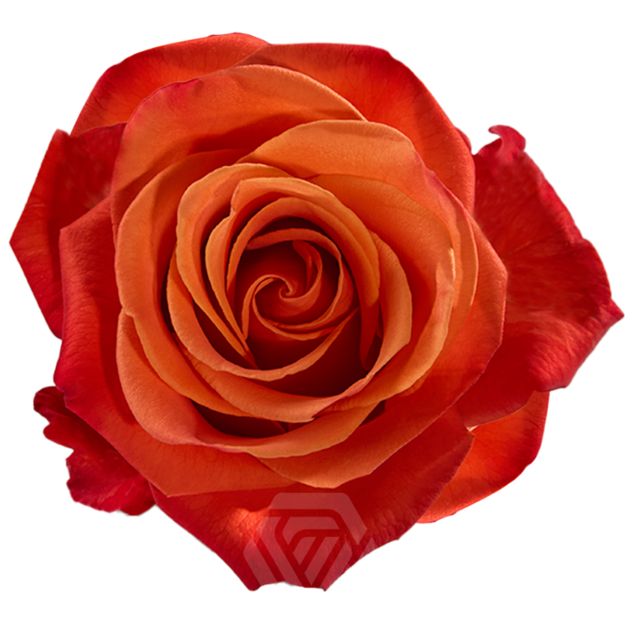 <h4>R GR ORANGE CRUSH Tessa</h4>