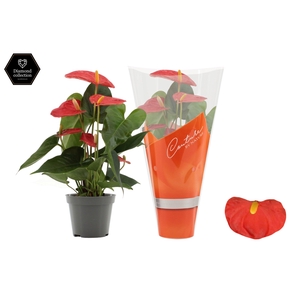 Anthurium 9 cm Solara in Couture sleeve