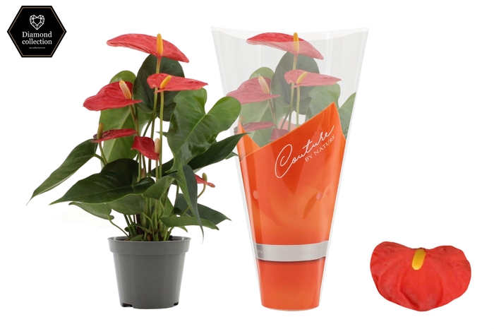<h4>Anthurium Solara in Couture sleeve</h4>