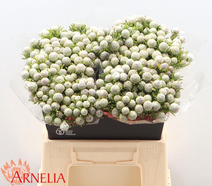 <h4>Leucadendron Ayoba Jade Pearl (vertakt)</h4>