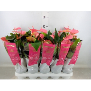 Anthurium andr. 'Sweet Dream'