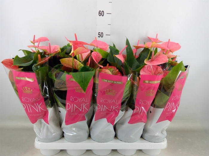 <h4>Anthurium andr. 'Sweet Dream'</h4>