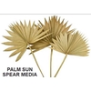 # Dr. Palm Sun Spear Natural 30-50cm **clearout**