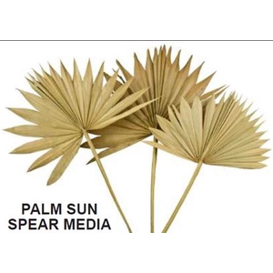 # Dr. Palm Sun Spear Natural 30-50cm **clearout**