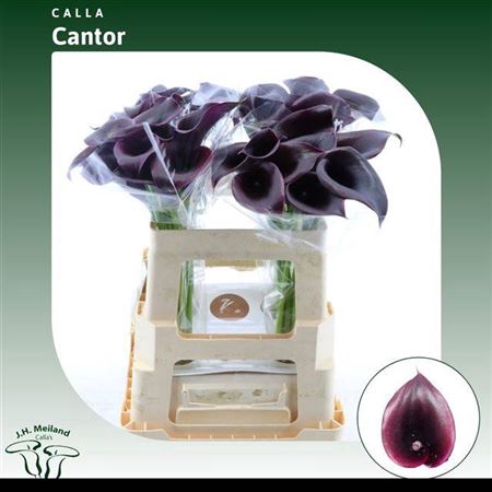 <h4>Zant Cantor</h4>