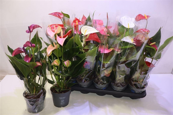 <h4>arr8 Anthu An Gem</h4>