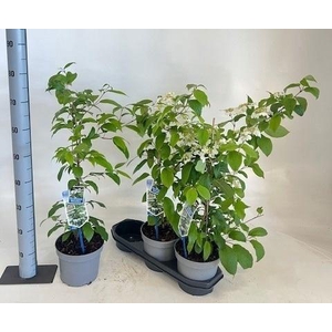 VIBU PL KILIMANDJARO