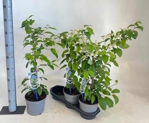 <h4>VIBU PL KILIMANDJARO</h4>