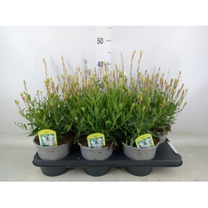 Gaura lindheimeri 'Belleza White'