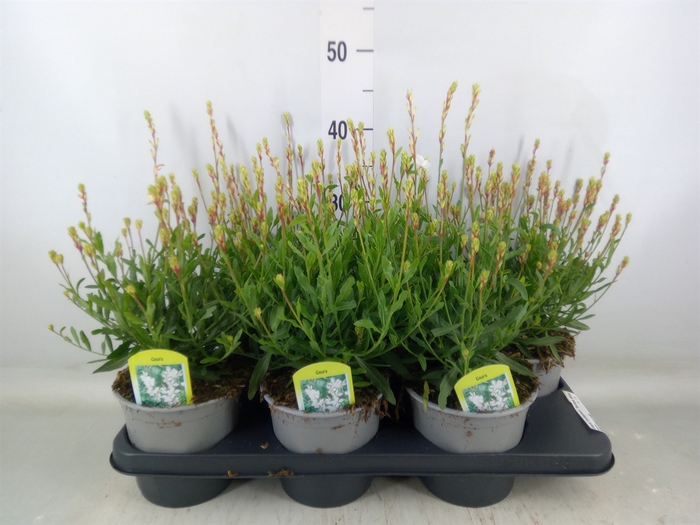 <h4>Gaura lindheimeri 'Belleza White'</h4>