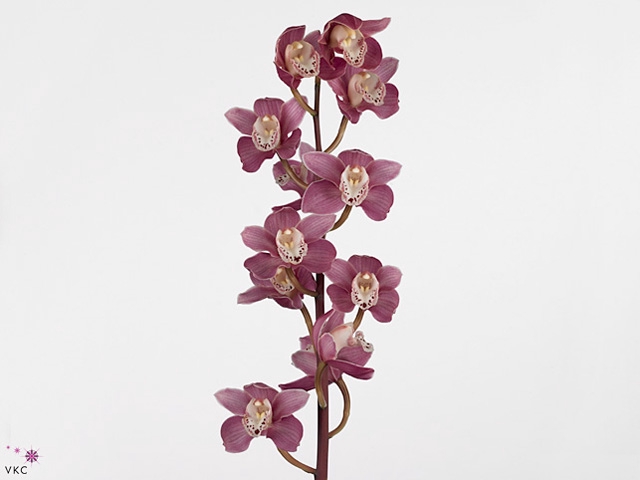 CYMB MI ISABEL SANDE