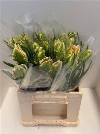 <h4>Tu Pa Cabanna</h4>