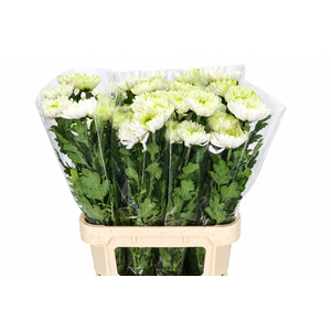 CHRYSANTHEMUM GP ROSSANO CHARLOTTE