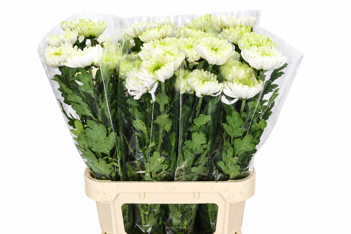 <h4>Chrysanthemum Gp Rossano Charlotte</h4>